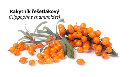 Rakytník řešetlákový